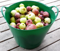 Tubtrug, Flexi-Kübel, Behälter für die Obsternte