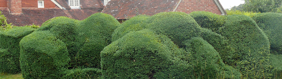 Beim Formschnitt sind alle Formen erlaubt