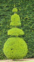 Formschnitt von Formgeh�lzen wie Buxus, Heckenschnitt