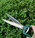 Formschnittscheren, Buchsbaumscheren helfen bei Formschnitt, Rasenkanten & Co.